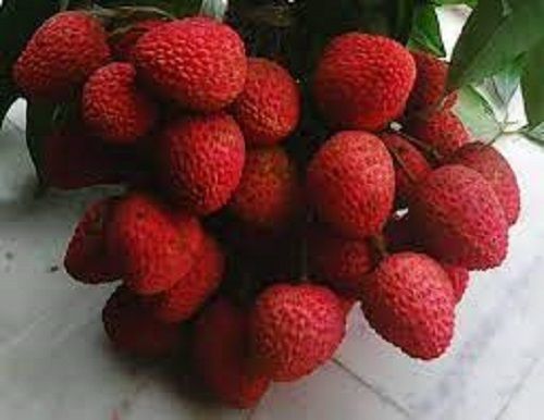  Natural Sweet And Delicious Rich In Vitamin Sweet Taste Fresh Litchi 