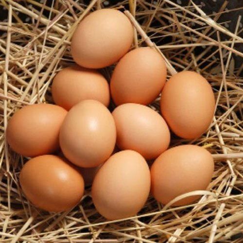  100% ताजा और प्राकृतिक भूरा अंडाकार आकार का अंडा