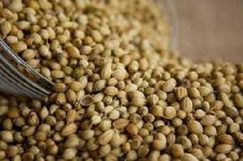 Healthy And Hygienically Processed Fresh Pure Brown Whole Coriander Seeds Ash %: 6.5%