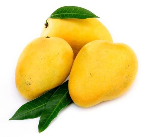 Yellow Organic Fresh And Pure Healthy Farm Vitamin Enriched Tasty Mango Shelf Life: 7-14 Days