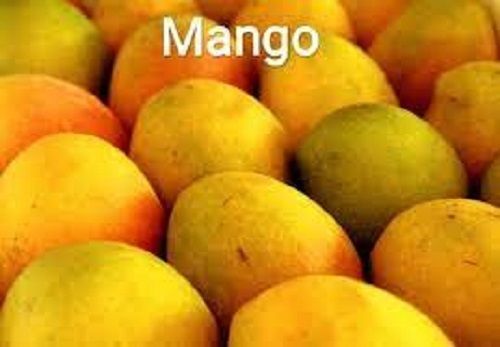 Healthy Tasty Delicious Nutritious Rich In Proteins Natural Yellow Juicy Mango 