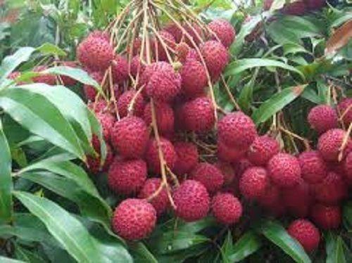 Natural Rich In Vitamin Juicy Sweet And Delicious Taste Red Fresh Litchi