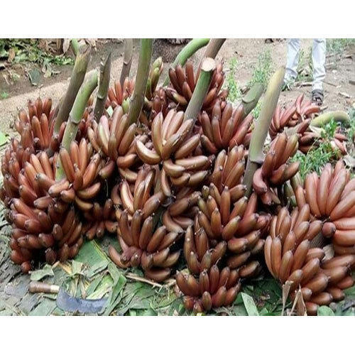Naturally Grown Antioxidants And Vitamins Enriched Healthy Farm Fresh Red Banana