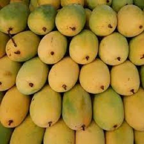 Fresh Sweet Delicious Antioxidants No Artificial Color Natural Yellow Mangos
