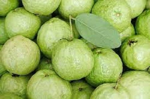 Healthy Rich In Vitamin C Potassium And Fiber Antioxidants Fresh Guava 