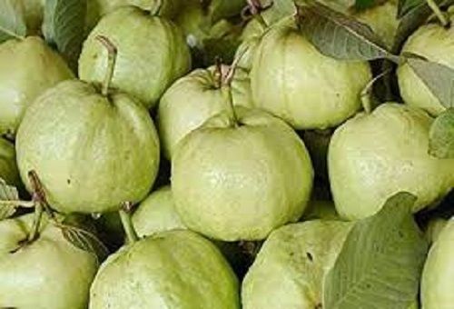 Longer Shelf Life Fresh No Artificial Color Healthy Antioxidants Green Guava 