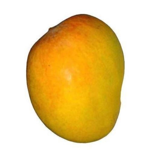 Naturally Grown Mango - Whole Round Yellow Mangoes | Sweet Taste Organic Farming Practices Fresh with 3-Day Shelf Life