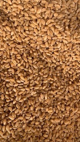 Good Source Of Fiber Cultivated Pure Wheat Grains Seeds With High Protein