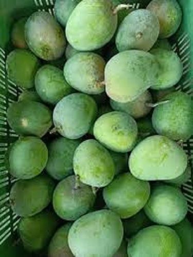 विटामिन सी का अच्छा स्रोत स्वादिष्ट और स्वस्थ ताजा हरा आमा