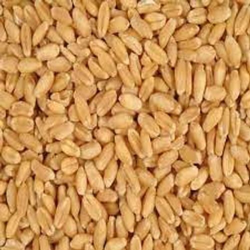 Natural And Hard Red Winter Wheat Seeds For Agriculture Uses