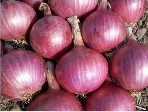 Healthy 100% Pure Naturally Grown Brown Fresh Onion 