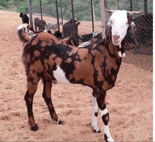 Male Healthy And Highly Nutritious Meat Gujri Brown Domestic Live Goat