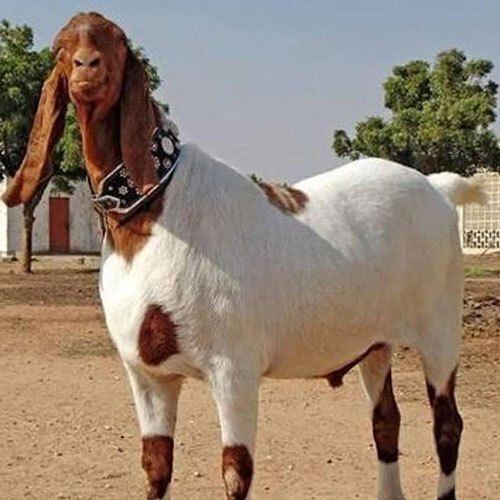 Healthy Highly Nutritious Meat Jamunapari Brown And White Domestic Male Goat