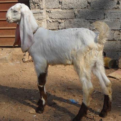 White Oldest Domesticated Species Of Animal Domestic Male Totapari Goat For Meat