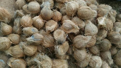 Brown Naturally Grown Healthy Rich In Vitamins And Minerals Tasty Fresh Coconut 