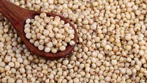 Rich In Nutrients Good For Healthy Lifestyle Contain Carbs Indian White Whole Sorghum Grain
