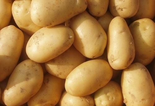 100 % Natural And Fresh Round Shape A Grade Yellow Pahadi Potato For Cooking Moisture (%): 63%