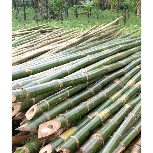 Absorb Carbon Dioxide Improve Digestion Green Tropical Clumping Bamboo Plants 