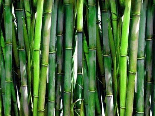 Fast And Easy Growing Perennials Green Tropical Clumping Bamboo Plant