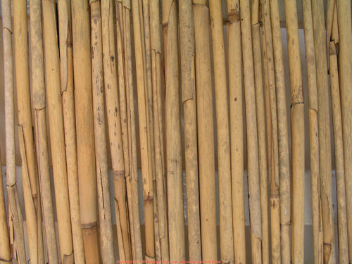 Fastest Growing And Eco Friendly Brown Tropical Clumping Long Bamboo Plants