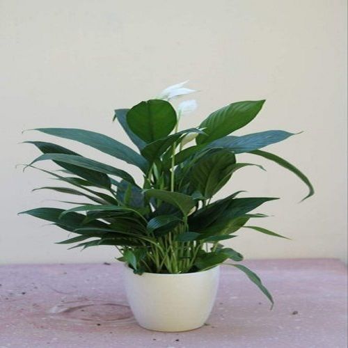 Long Thick Leaves Versatile Indoor And Outdoor Lily Live Plant