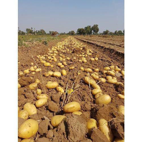 Natural Rich In Potassium Healthy Nutritious Fresh Hybrid Potato Seeds  Admixture (%): 2%