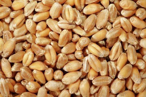 Fiber Hygienically Processed Chemical Free Healthy Brown Wheat Seeds