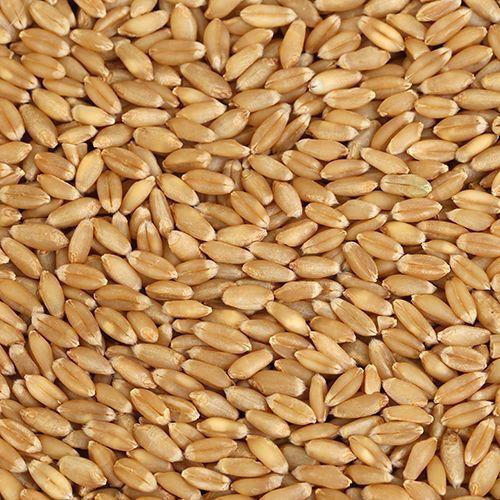 Natural Healthy High In Fiber And Chemical Free Brown Wheat Seeds