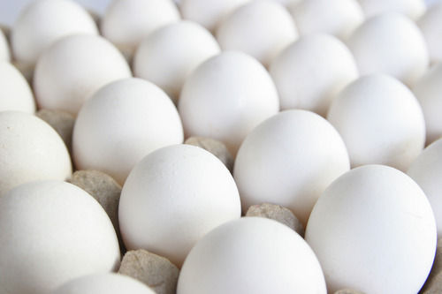Oval Shape Proteins Rich Fresh Poultry Farm White Egg 