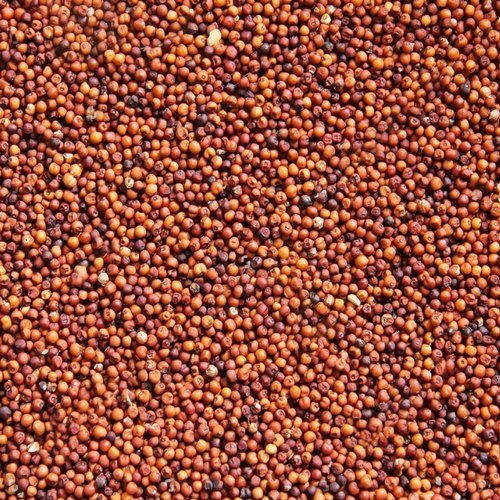Dried Sorghum Product Type 4mm-5mm In Size 8.17% Moisture Containing Red Millet Seed - Size 4mm-5mm, Color Red, Purity 100%, Broken Ratio 1%