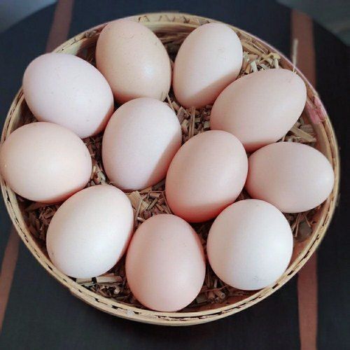  स्वस्थ भारतीय मूल के पोषक तत्वों से भरपूर और अंडाकार आकार का सफेद मुर्गी का अंडा