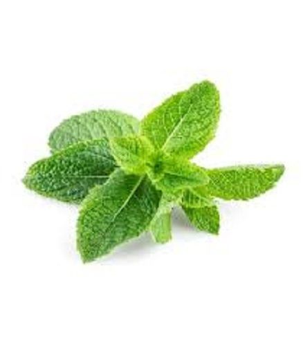 Natural Fresh And Healthy Organic Green Color Peppermint Mint Leaf