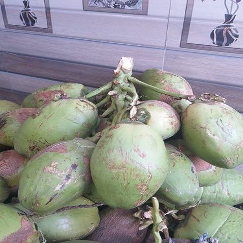 Common B Grade From Mandvi Kutch Gujarat Fresh Green Coconut Packaging Size Loose