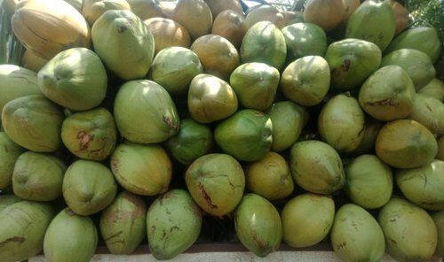Good Quality A Grade Fresh Coconut Size Available Large In Diamond Shape