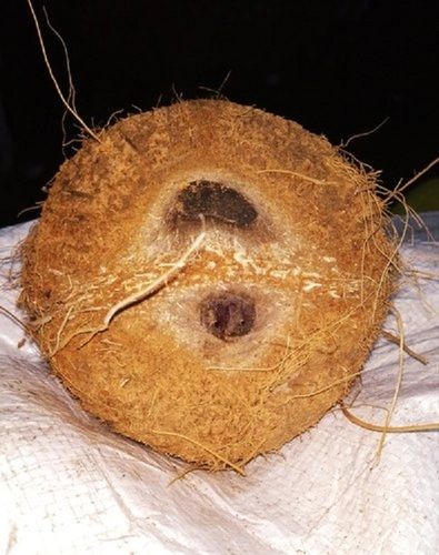  आहार फाइबर का अच्छा स्रोत विटामिन ई कॉपर और मैग्नीशियम गोल अर्ध भूसी वाला नारियल