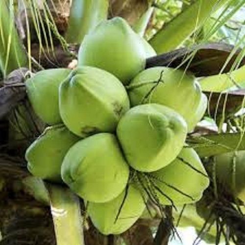 प्राकृतिक रूप से विकसित ए ग्रेड फार्म फ्रेश हेल्दी ग्रीन नारियल