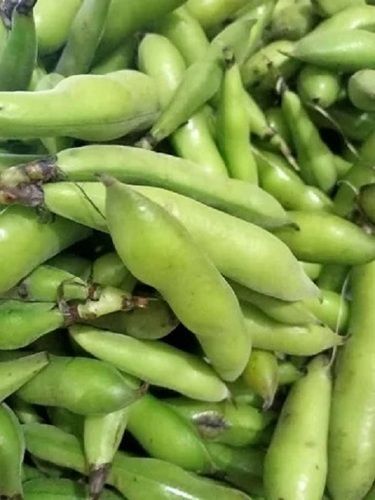 Raw Common Cultivated 1 Week Shelf Life Hybrid A Grade Green Fava Beans