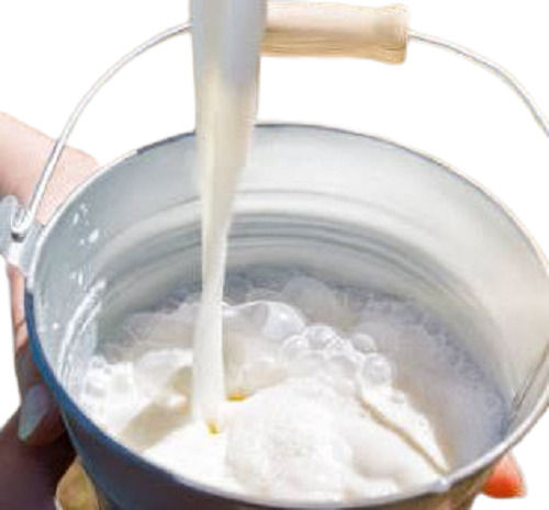 100 Percent Fresh Healthy Rich In Protein Cow Milk