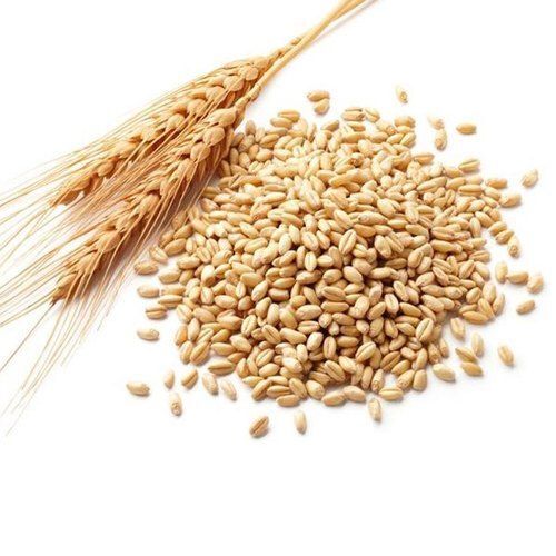 Essential Nutrients Boosts Immunity High Protein Vitamin Minerals Wheat