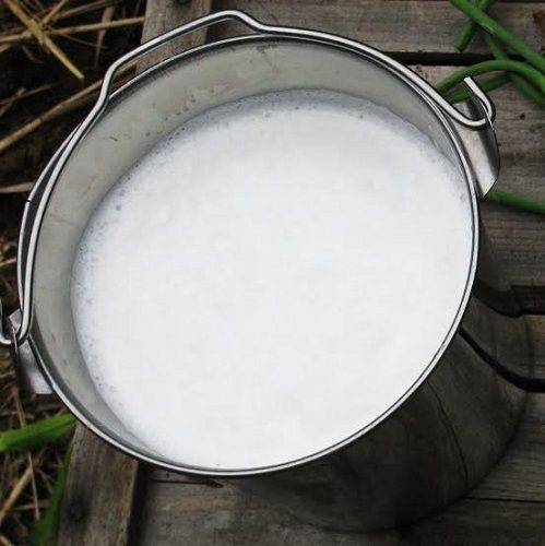 Pure And Fresh White Cow Milk For Adults And Infant Babies 