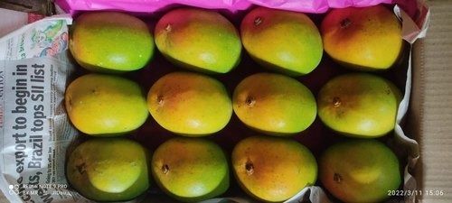 100 Percent Fresh And Natural Green And Yellow Alphonso Mangoes 