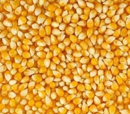 A Grade Natural Organic Hybrid Pure Maize Seed For Planting Any Type Soil Admixture (%): 0.7% To 6%