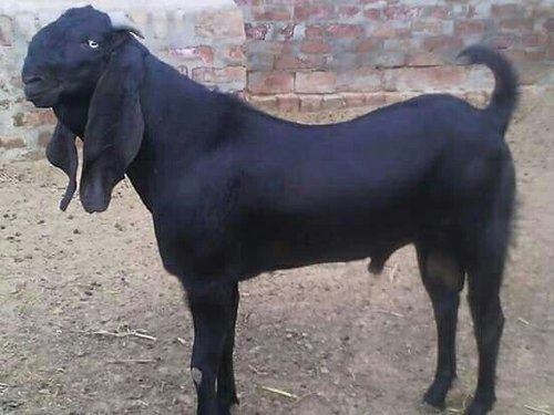 Black 7 Month Old 18 Kg Male Beetal Breed Live Goat