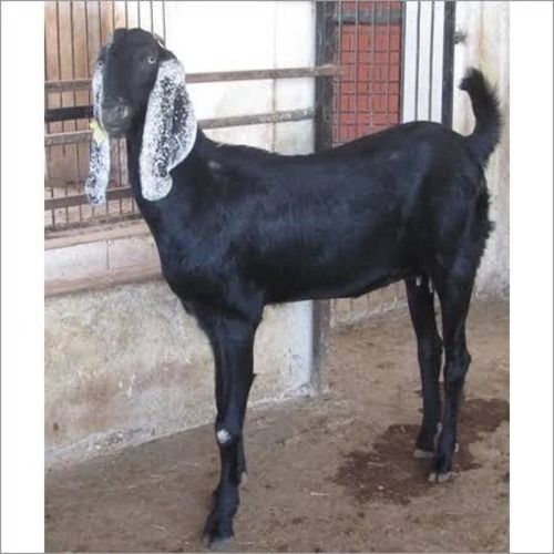 Black And White 6 Month Old 15 Kg Female Beetal Breed Live Goat 