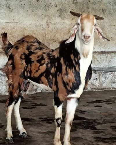 Brown And White Weight 30 Kg 12 Month Old Male Gujri Breed Goat