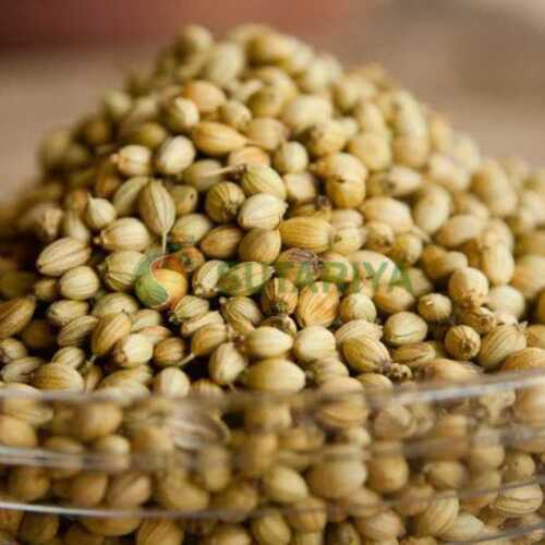 Organic Natural Taste Green Dried Coriander Seed For Food