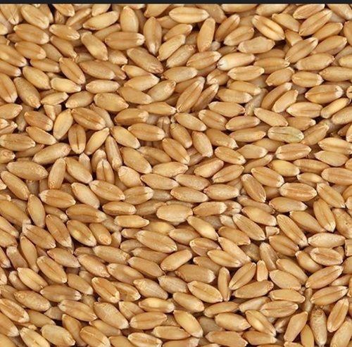 Rich Fiber Organically Cultivated Pure Wheat Grains Seeds With High Protein