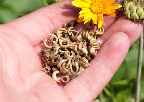 99 Percent Pure Brown Calendula Flower Seeds Used For Gardening Growing