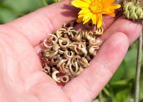 99 Percent Pure Brown Calendula Flower Seeds Used For Gardening Growing Admixture (%): 5%