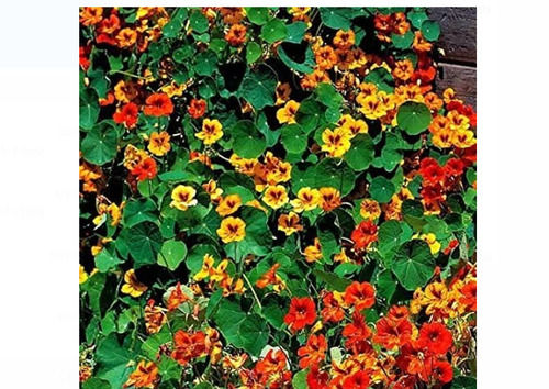 99 % Pure And Natural Naturtium Mix Flower Seed Used For Gardening 
